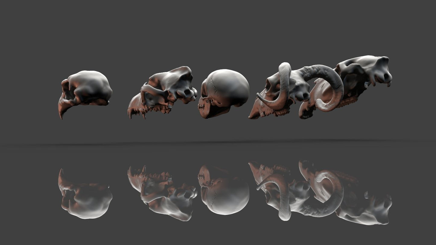 Unpainted Skulls- Animal skulls terrain image 2