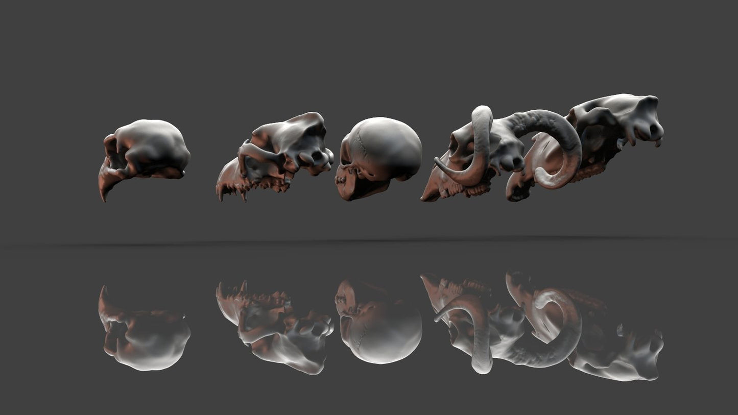 Unpainted Skulls- Animal skulls terrain