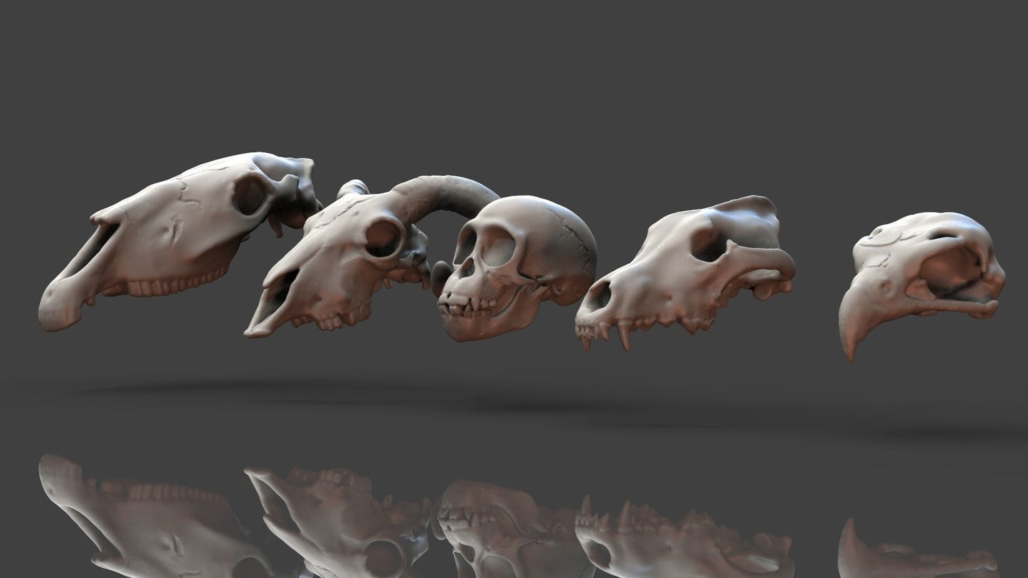 Unpainted Skulls- Animal skulls terrain image 1