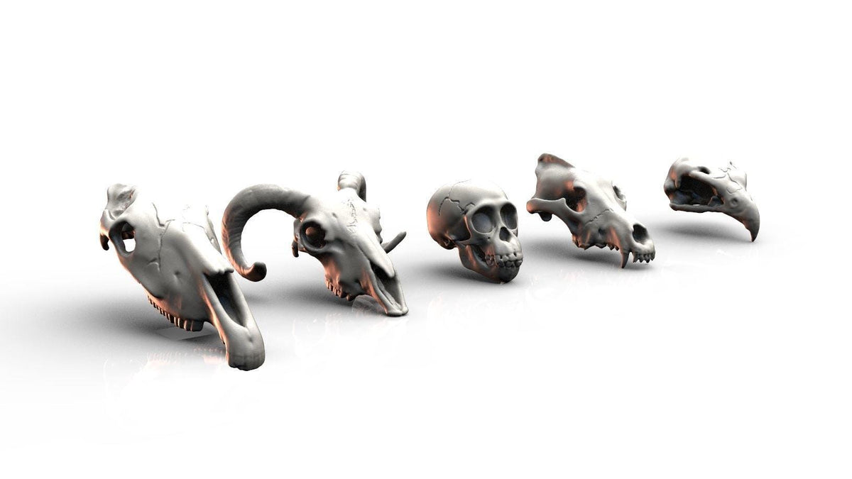 Unpainted Skulls- Animal skulls terrain image 0