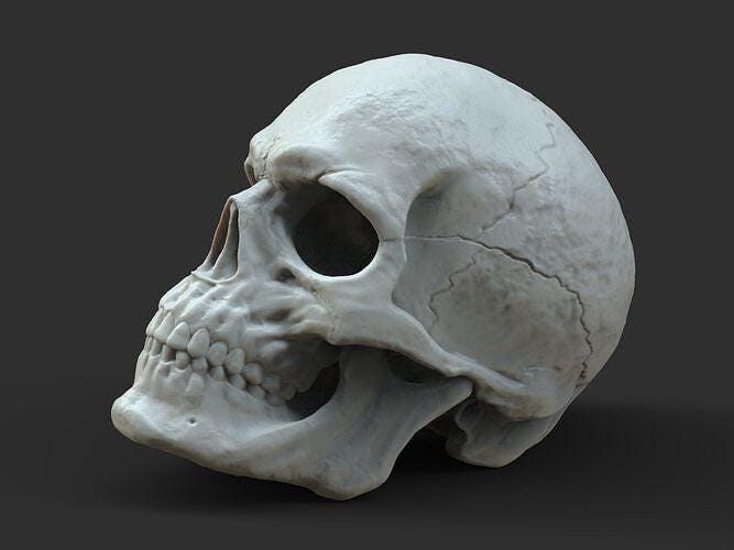 Unpainted  Male Skull