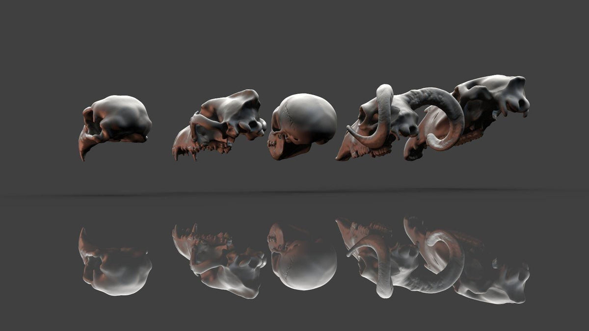 Unpainted Skulls- Animal skulls terrain image 2